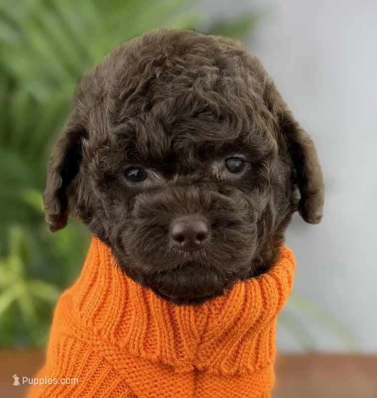 Mocha – Poodle - Miniature  puppy for sale in Huntington, WV