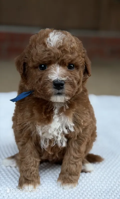 Blue – Poodle - Miniature  puppy for sale in Huntington, WV
