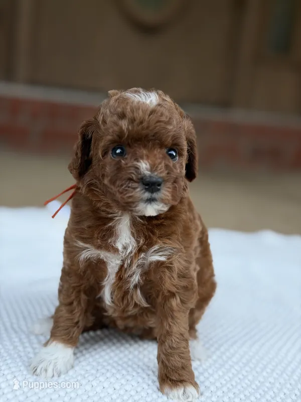 Orange – Poodle - Miniature  puppy for sale in Huntington, WV