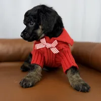 Scout , a female Poodle - Standard  for sale in Huntington, WV – Photo 6 of 7