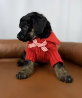 Scout , a female Poodle - Standard  for sale in Huntington, WV – Photo 6 of 7