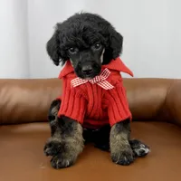 Scout , a female Poodle - Standard  for sale in Huntington, WV – Photo 2 of 7