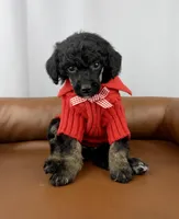 Scout , a female Poodle - Standard  for sale in Huntington, WV – Photo 2 of 7