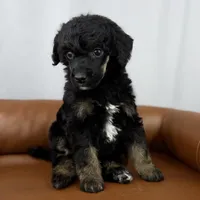 Scout , a female Poodle - Standard  for sale in Huntington, WV – Photo 7 of 7