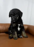 Scout , a female Poodle - Standard  for sale in Huntington, WV – Photo 7 of 7