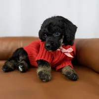 Scout , a female Poodle - Standard  for sale in Huntington, WV – Photo 3 of 7