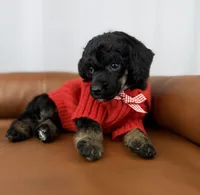 Scout , a female Poodle - Standard  for sale in Huntington, WV – Photo 3 of 7