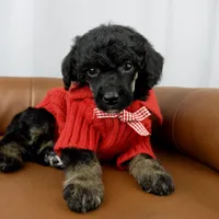 Scout , a female Poodle - Standard  for sale in Huntington, WV – Photo 1 of 7