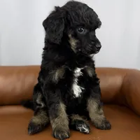 Scout , a female Poodle - Standard  for sale in Huntington, WV – Photo 4 of 7