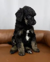 Scout , a female Poodle - Standard  for sale in Huntington, WV – Photo 4 of 7