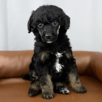 Scout , a female Poodle - Standard  for sale in Huntington, WV – Photo 5 of 7