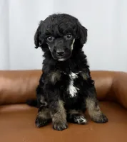 Scout , a female Poodle - Standard  for sale in Huntington, WV – Photo 5 of 7