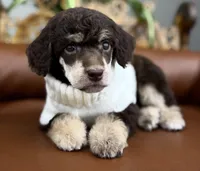 Aspen, a female Poodle - Standard  for sale in Huntington, WV – Photo 1 of 6