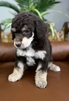 Aspen, a female Poodle - Standard  for sale in Huntington, WV – Photo 5 of 6