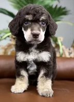 Aspen, a female Poodle - Standard  for sale in Huntington, WV – Photo 3 of 6