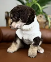 Aspen, a female Poodle - Standard  for sale in Huntington, WV – Photo 2 of 6