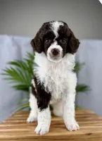 Truffle, a female Poodle - Miniature  for sale in Huntington, WV – Photo 4 of 6