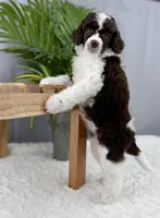 Truffle, a female Poodle - Miniature  for sale in Huntington, WV – Photo 6 of 6