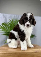 Truffle, a female Poodle - Miniature  for sale in Huntington, WV – Photo 5 of 6