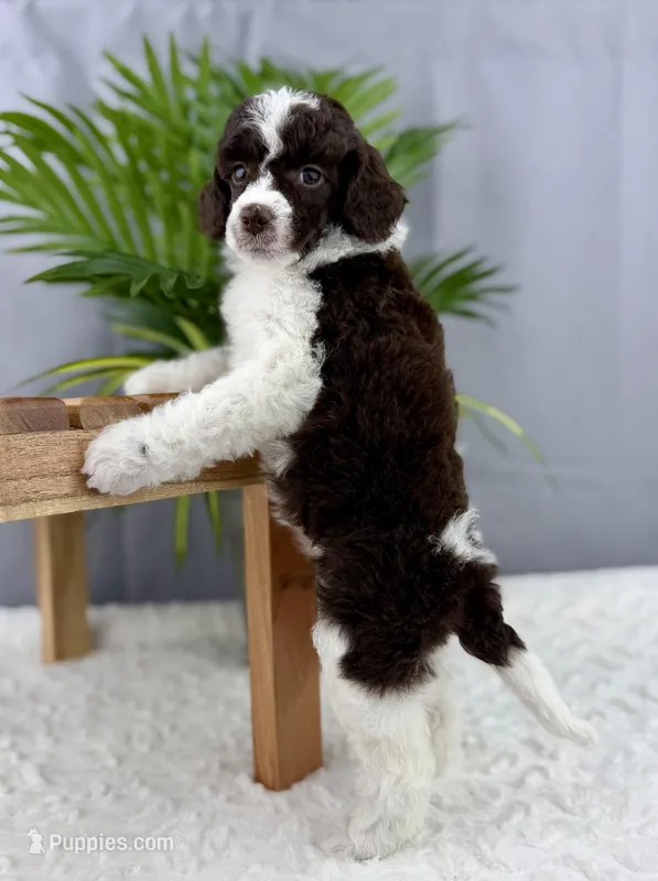 Truffle – Poodle - Miniature  puppy for sale in Huntington, WV