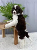 Truffle, a female Poodle - Miniature  for sale in Huntington, WV – Photo 1 of 6