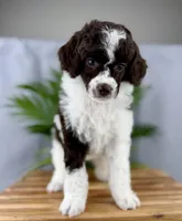 Truffle, a female Poodle - Miniature  for sale in Huntington, WV – Photo 3 of 6