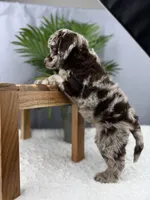 Hershey, a male Poodle - Miniature  for sale in Huntington, WV – Photo 4 of 4