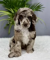 Hershey, a male Poodle - Miniature  for sale in Huntington, WV – Photo 2 of 4