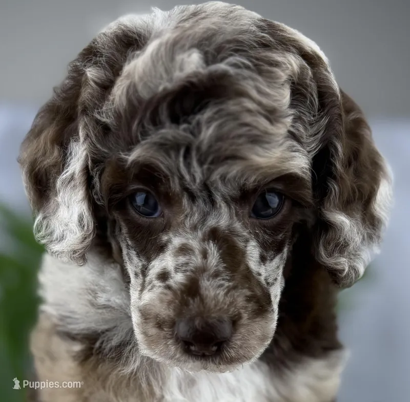 Hershey – Poodle - Miniature  puppy for sale in Huntington, WV