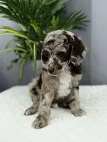 Hershey, a male Poodle - Miniature  for sale in Huntington, WV – Photo 3 of 4