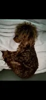Romeo, a male Poodle - Toy  for sale in Huntington, WV – 2 of 2