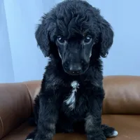 Haven, a female Poodle - Standard  for sale in Huntington, WV – Photo 1 of 6