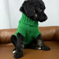 Haven, a female Poodle - Standard  for sale in Huntington, WV – Photo 5 of 6