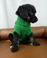 Haven, a female Poodle - Standard  for sale in Huntington, WV – Photo 5 of 6