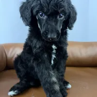 Haven, a female Poodle - Standard  for sale in Huntington, WV – Photo 6 of 6