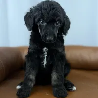 Haven, a female Poodle - Standard  for sale in Huntington, WV – Photo 3 of 6