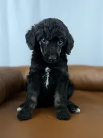 Haven, a female Poodle - Standard  for sale in Huntington, WV – Photo 3 of 6