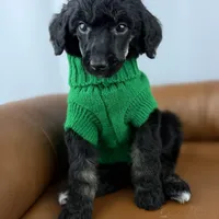 Haven, a female Poodle - Standard  for sale in Huntington, WV – Photo 4 of 6