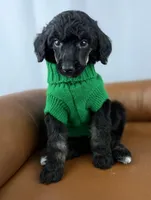 Haven, a female Poodle - Standard  for sale in Huntington, WV – Photo 4 of 6