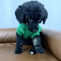 Haven, a female Poodle - Standard  for sale in Huntington, WV – Photo 2 of 6