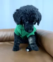 Haven, a female Poodle - Standard  for sale in Huntington, WV – Photo 2 of 6