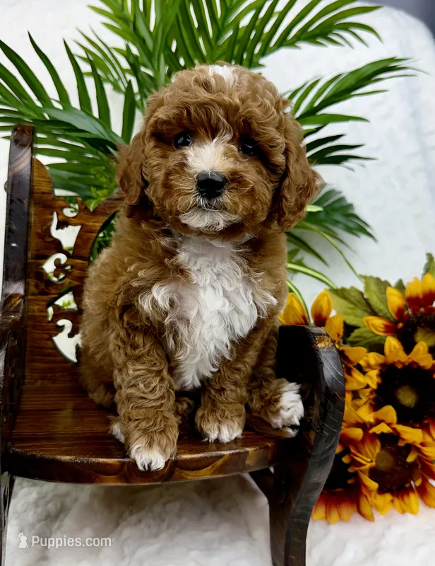 Pink – Poodle - Miniature  puppy for sale in Huntington, WV