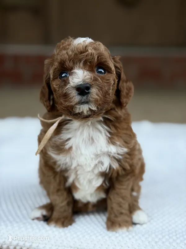 Pink – Poodle - Miniature  puppy for sale in Huntington, WV