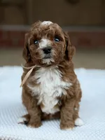 Pink, a female Poodle - Miniature  for sale in Huntington, WV – 1 of 1