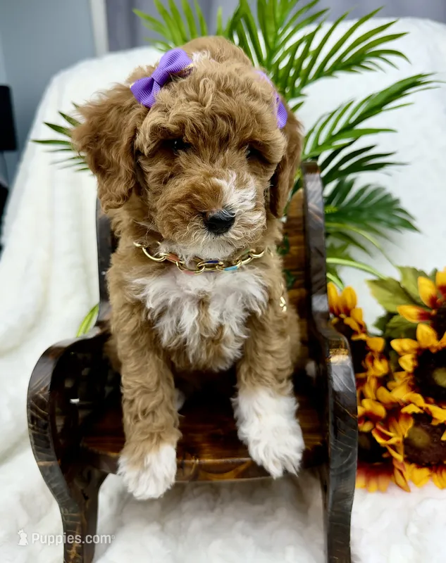 Purple – Poodle - Miniature  puppy for sale in Huntington, WV