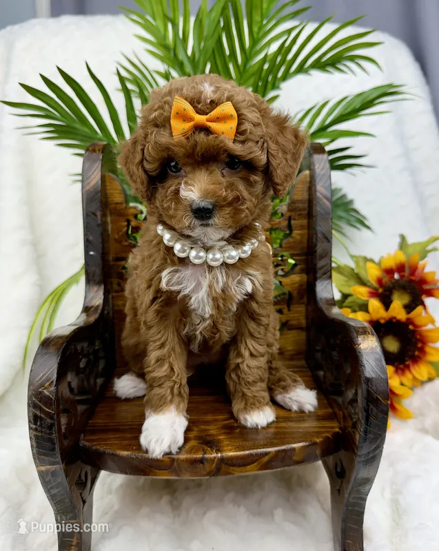 Orange – Poodle - Miniature  puppy for sale in Huntington, WV