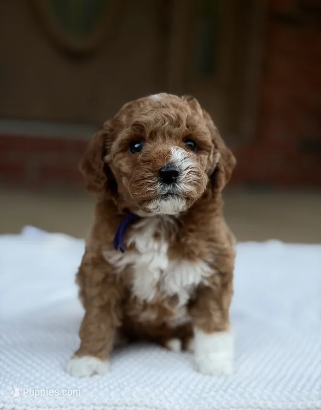 Purple – Poodle - Miniature  puppy for sale in Huntington, WV