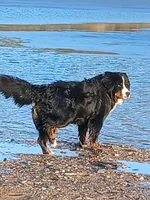 Full AKC Sire & Entire Program, a male Bernese Mountain Dog for sale in Denver, CO – Photo 6 of 10