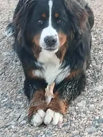 Full AKC Sire & Entire Program, a male Bernese Mountain Dog for sale in Denver, CO – Photo 10 of 10