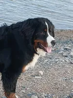 Full AKC Sire & Entire Program, a male Bernese Mountain Dog for sale in Denver, CO – Photo 7 of 10